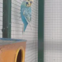 چند عدد مرغ عشق و عروس|پرنده|خمینیشهر, |دیوار