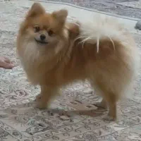 پامر گمشده مژدگانی عالی