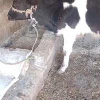 گوساله نر هلشتاین آمریکایی اصل|حیوانات مزرعه|مینودشت, |دیوار