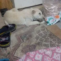 توله نر گلهی