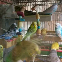 مرغ عشق انگلیسی|پرنده|اسلامشهر, مطهری|دیوار