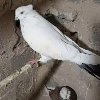 کبوتر تهرانی کاکلی