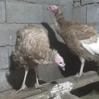 بوقلمون بوربن