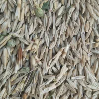 فروش جو دیم تمیز