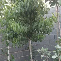 نهال چهار ساله|گل و گیاه طبیعی|رباط‌کریم, حصار مهتر|دیوار