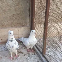 چهار عدد کبوتر  فروشی|پرنده|قم, باغ کرباسی|دیوار