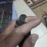 تعداد۲عدد سهره گل درشت حربه دار رنگ روشن