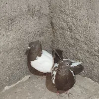 دو جفت کبوتر سینه|پرنده|هیرمند, |دیوار