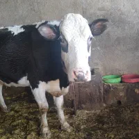 گاو سیمینتال