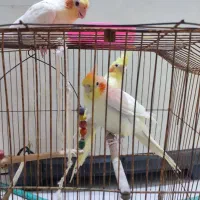 عروس هلندی