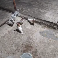 کبوتر هفت رنگ وکله زردفروشی|پرنده|تاکستان, |دیوار