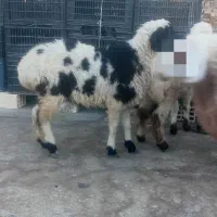 بره ماده چاق|حیوانات مزرعه|زاهدان, |دیوار