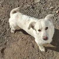 سگ پا کوتاه|سگ|اشتهارد, |دیوار