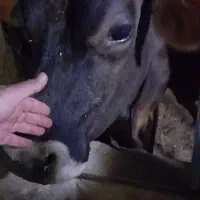 فروش ۲ راس گاو به قیمت  مناسب|حیوانات مزرعه|کشکوئیه, |دیوار