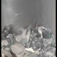 کبوتر پلاکی