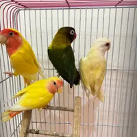 طوطی کوتوله