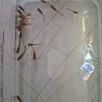 ماهی گوپی