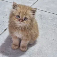 توله گربه پرشین گلد نر
