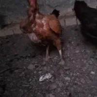دو تا مرغ  دورگه