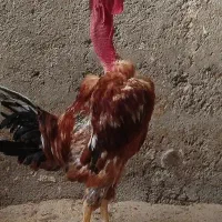 خروس ۱ساله