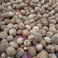 گردویاسوج|خوردنی و آشامیدنی|شیراز, دشت چنار|دیوار