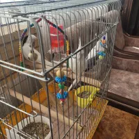 عروس هلندی جفت|پرنده|شیراز, جمهوری|دیوار