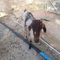 بز ماده