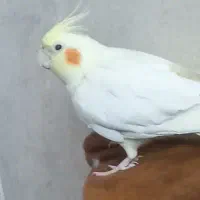 ۴ عددجوجه عروس هلندی سالم