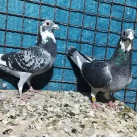 10 عدد ابلق موقعیت خوزستان|پرنده|مشهد, امیریه|دیوار