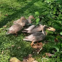 اردک مرغابی|حیوانات مزرعه|رشت, حافظ آباد|دیوار