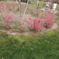 باغ کولی گل کاری