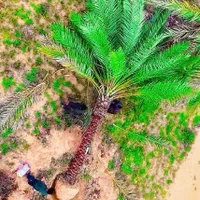 سال نو مبارک پالم سال جدید