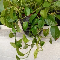 وسایل منزل|صنایع دستی و سایر لوازم تزئینی|اندیشه, اندیشه فاز ۱|دیوار