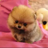 پرورشگاه سگ پامر خرسی/پامرانین گرید A+|سگ|شیراز, قدوسی غربی|دیوار