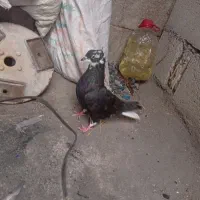 کفتر