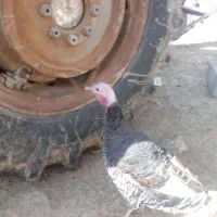 بوقلمون ماده