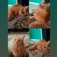 واگذاری رایگان گربه ماده خیابانی