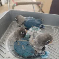 جوجه سرلاکی طوطی برزیلی رنگ خاص