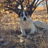 سگ ماده خراسانی