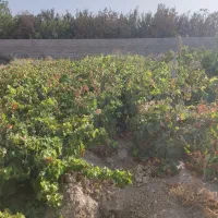 انواع نهال انگور|گل و گیاه طبیعی|تهران, جوادیه|دیوار