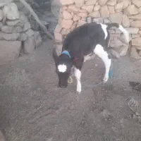 گاو و گوساله|حیوانات مزرعه|پلدختر, |دیوار