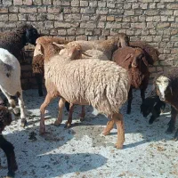 دو عدد میش درجه یک|حیوانات مزرعه|شیروان (خراسان), |دیوار