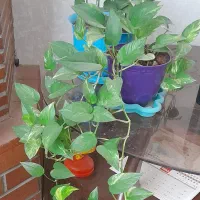 گل طبیعی برای روز مادر فروش و معاوضه|گل و گیاه طبیعی|کرج, حسینآباد|دیوار