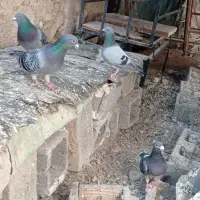 کبوتر ‌پلا‌کی