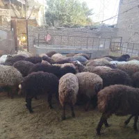 10عدد بره جفتی 58کیلو