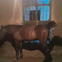 کره مادیان درجه یک|اسب و تجهیزات اسبسواری|بهبهان, |دیوار