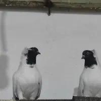 کفتر پرستویی|پرنده|سربیشه, |دیوار