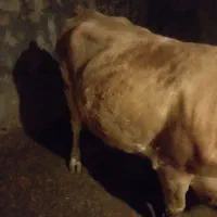 گاو|حیوانات مزرعه|کوهدشت, |دیوار