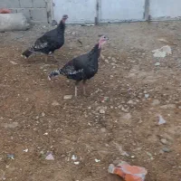 دوعدد بوقلمون نر|حیوانات مزرعه|بناب, |دیوار