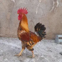 خروس
